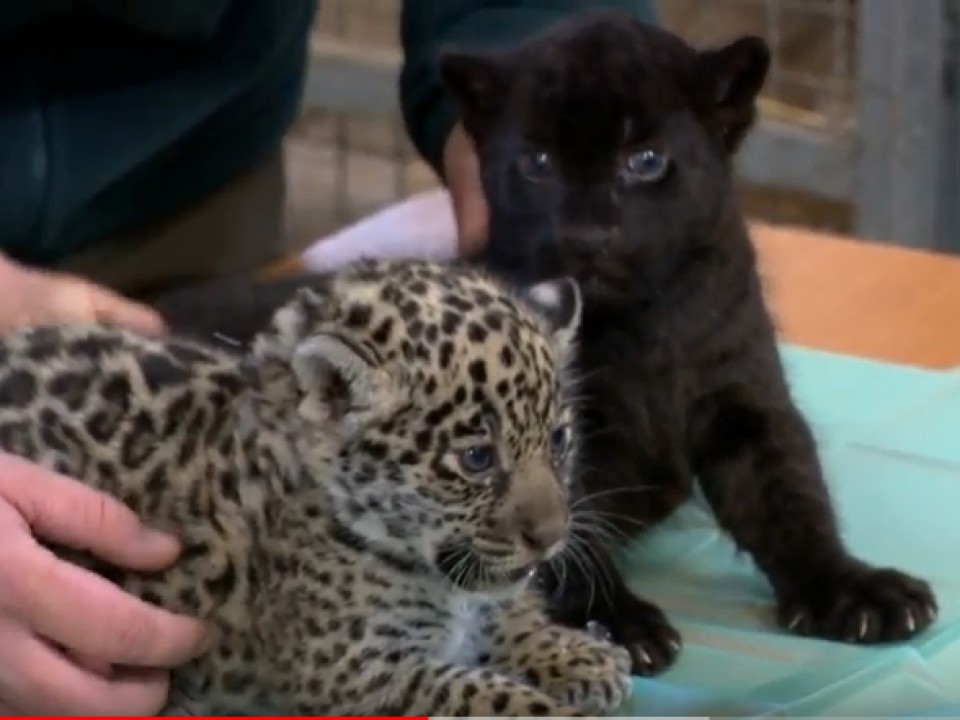 Jaguárok születtek az állatparkban