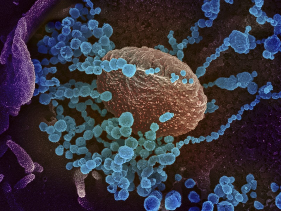 Már nyolc mutációja van az új koronavírusnak