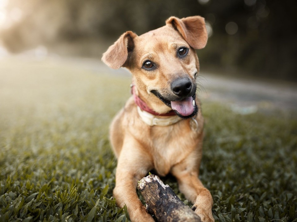 Háromezer kutya ivartalanítását támogatja a kormány
