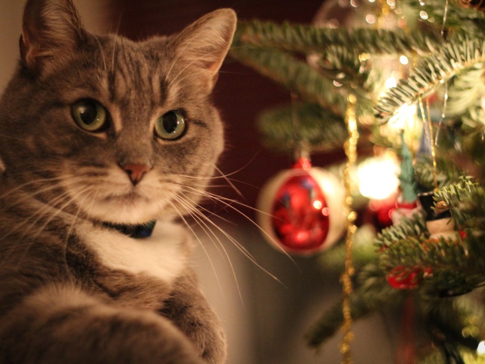 Hogyan csomagoljunk macskát karácsonyra?