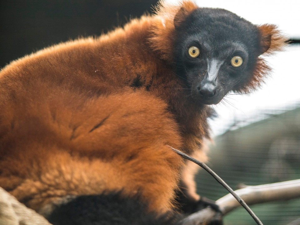 A legnagyobb termetű lemurfaj