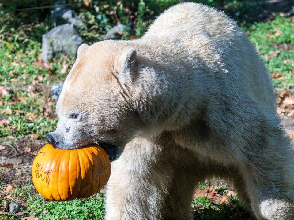 Halloween a Nyíregyházi Állatparkban - Nagyon élvezték az állatok