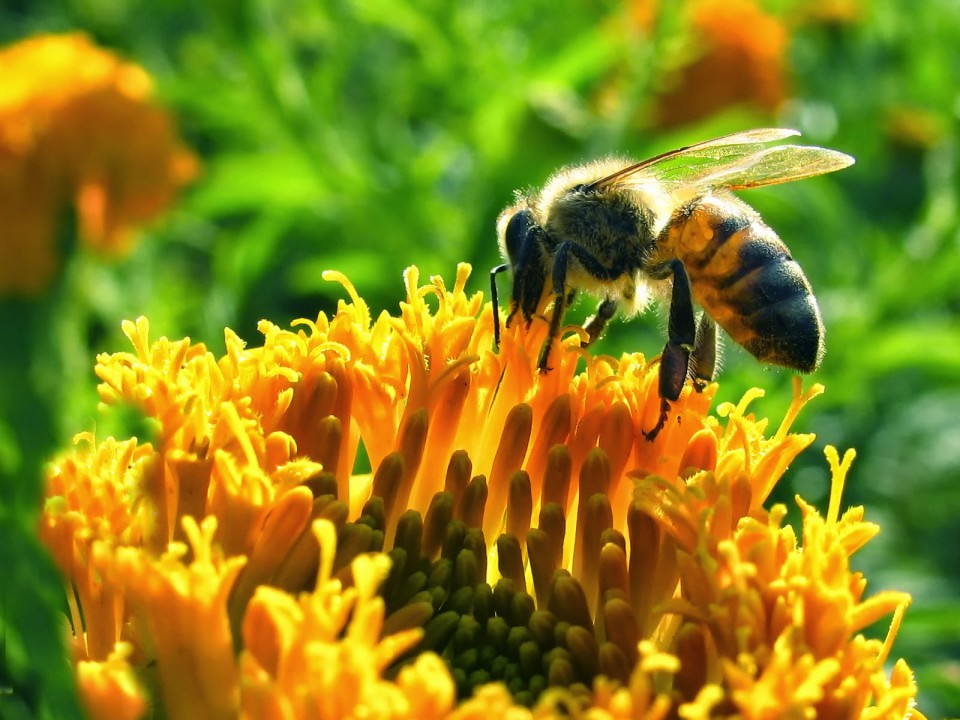 Ma van a méhek napja hazánkban