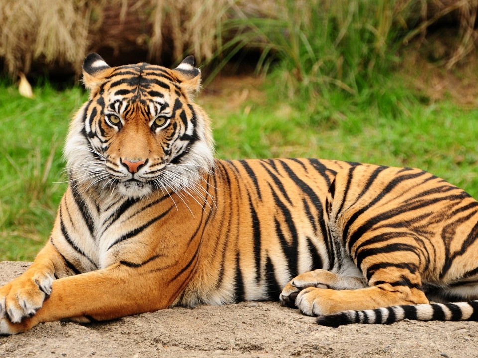 Tigrisek világnapja