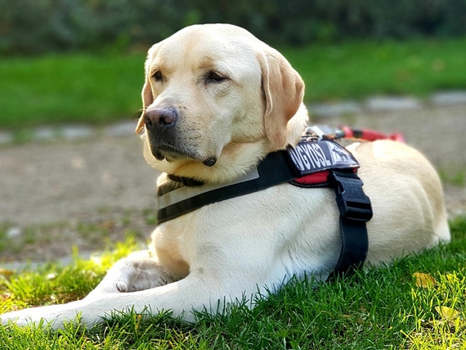 Kutyákat is megpróbálnak kiképezni a fertőzöttek kiszagolására Nagy-Britanniában