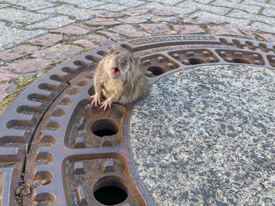 Beszorult egy kövér patkány a csatornafedélbe, kimentették! Videóval!