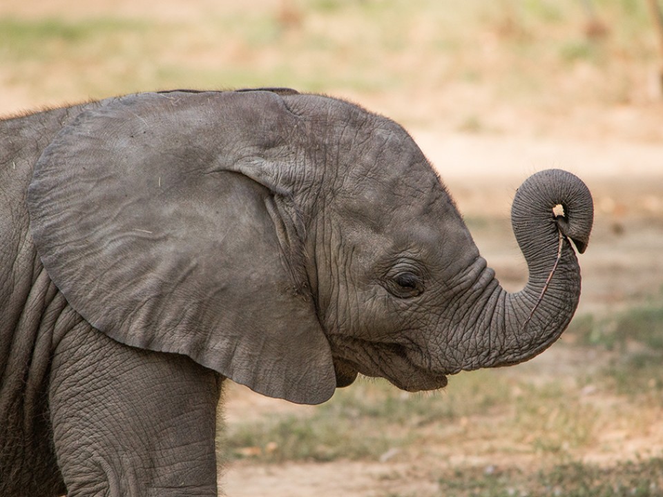 Adj Te nevet a kis elefántnak!