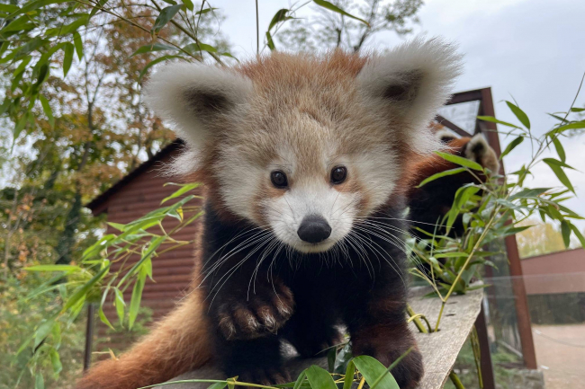 4 hónapos lett a Nyíregyházi Állatpark kis panda kölyke - Annyira cuki