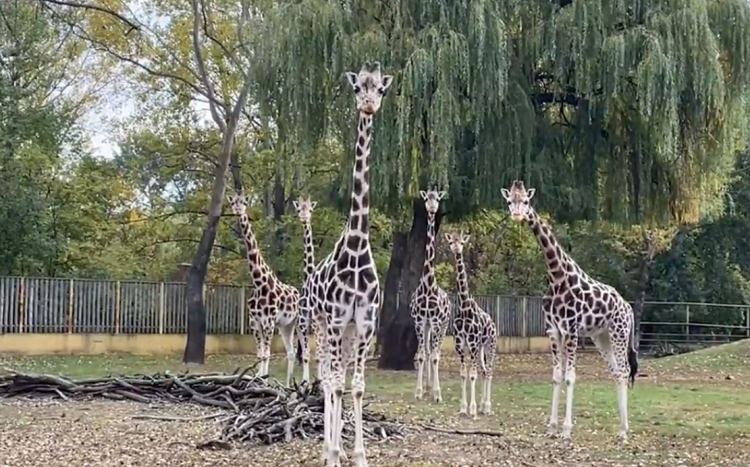 Elköltözött a Nyíregyházi Állatpark zsiráfja