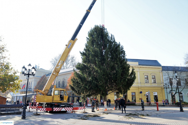 Már a Kossuth téren áll a város karácsonyfája