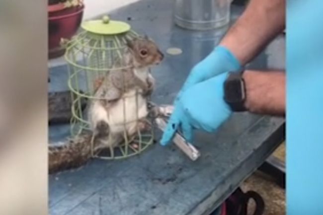 A falánk mókus annyit nassolt, hogy beszorult a madáretetőbe