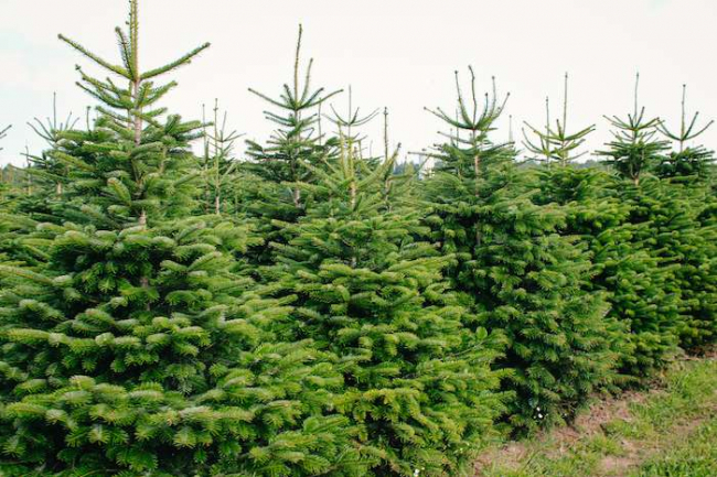 Drágább lehet idén a karácsonyfa, akár 20%-kal is!