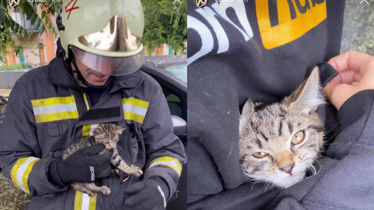 Két macskát mentettek meg a Szabolcs-Szatmár-Bereg megyei tűzoltók