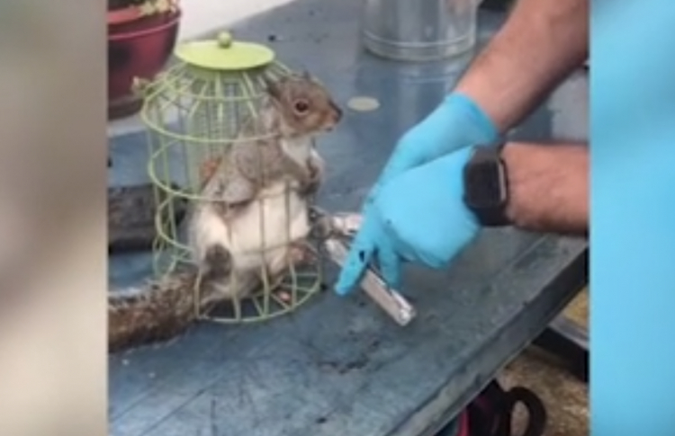 A falánk mókus annyit nassolt, hogy beszorult a madáretetőbe