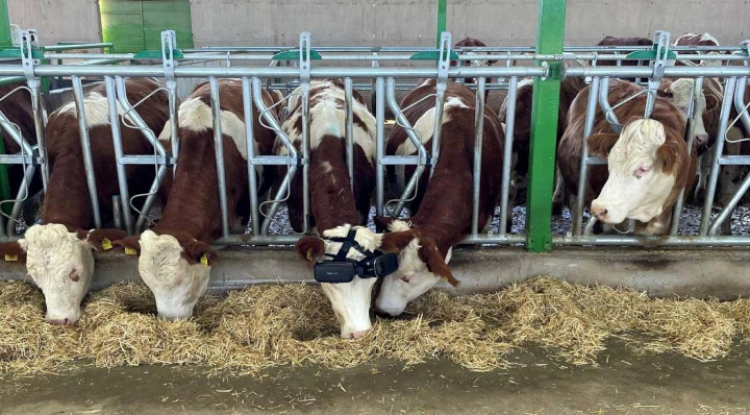 VR-szemüveget adtak a tehenekre, hátha a zöld legelők látványára több tejet adnak