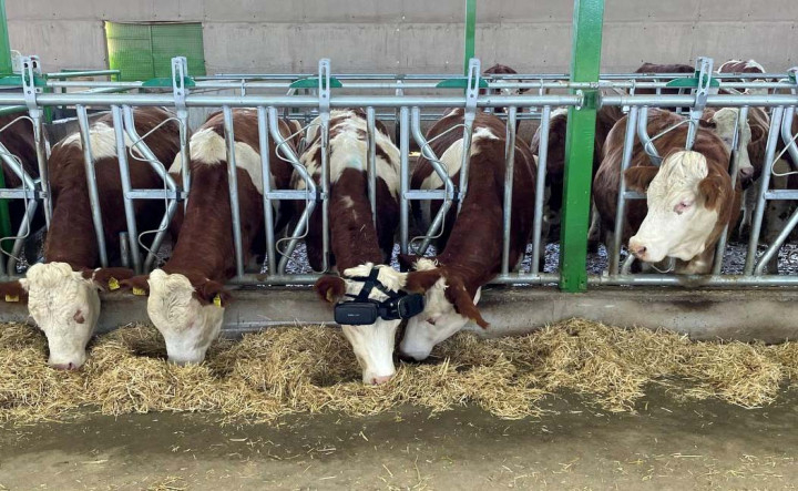 VR-szemüveget adtak a tehenekre, hátha a zöld legelők látványára több tejet adnak
