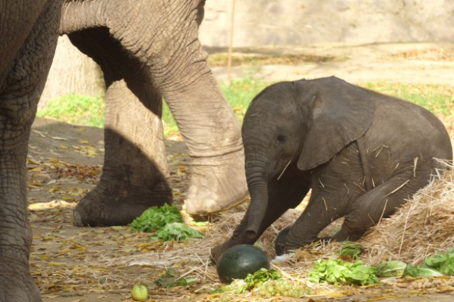 Kibo, az elefánt – Fontos érzelmi kötelék miatt is választották ezt a nevet a gondozók
