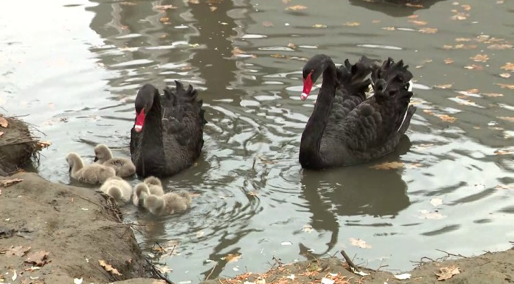 Fekete hattyúk keltek ki a Nyíregyházi Állatparkban