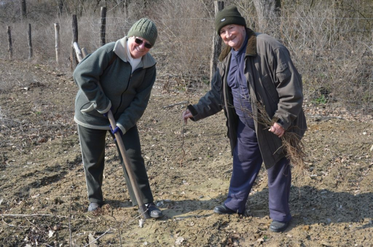 Ismét önkéntes faültetés a Sóstói-erdőben
