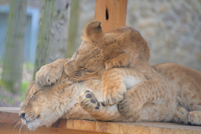 Már a látogatók is megtekinthetik az Ukrajnából mentett kis oroszlánt