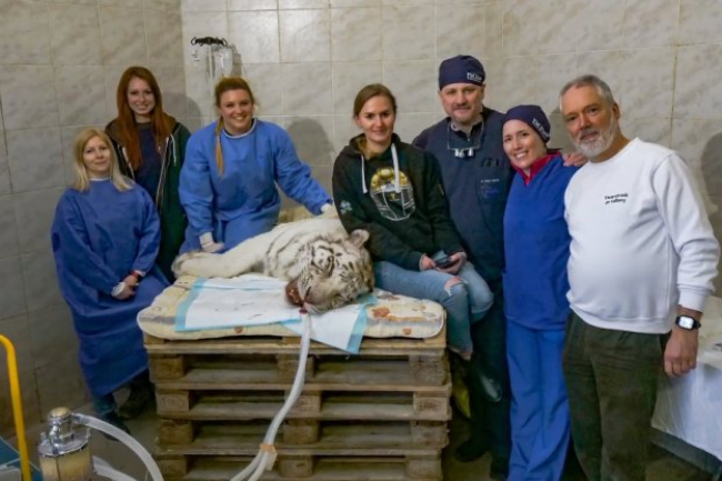 Fogászati műtét egy fehér tigrisen a Nyíregyházi Állatparkban