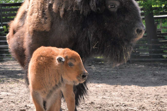 Amerikai bölény született a Nyíregyházi Állatparkban 