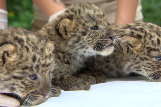 Igazi szenzáció – Észak-kínai leopárdok születtek a Nyíregyházi Állatparkban