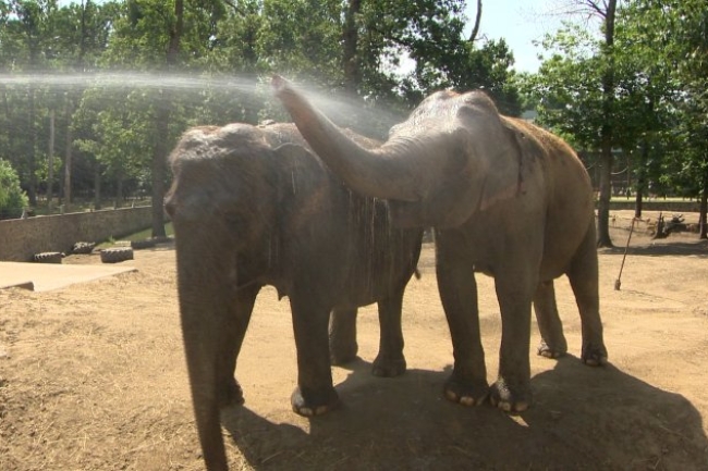 Hőség az állatparkban – Fagyasztott csemegékkel és frissítő zuhannyal hűsítik az állatokat