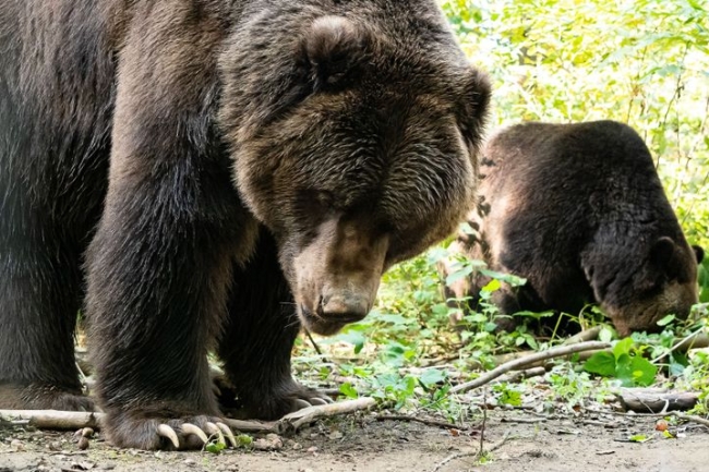 A barnamedvék óriása már látható a Nyíregyházi Állatparkban
