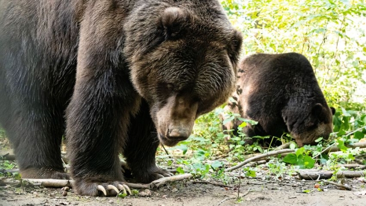 A barnamedvék óriása már látható a Nyíregyházi Állatparkban