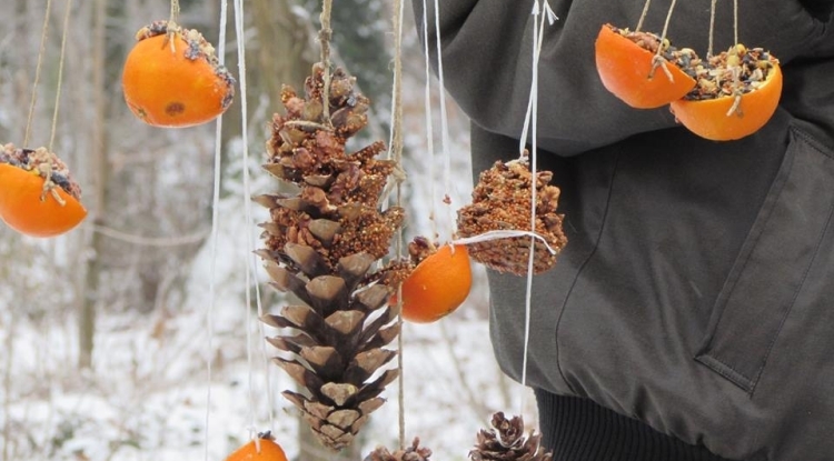 Madárkarácsony - Advent a madarakkal a nyíregyházi Sóstói-erdőben