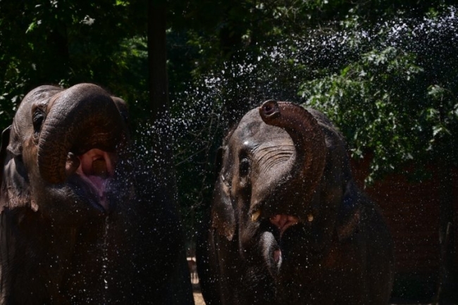 Makifagyi és elefánt wellness a Nyíregyházi Állatparkban
