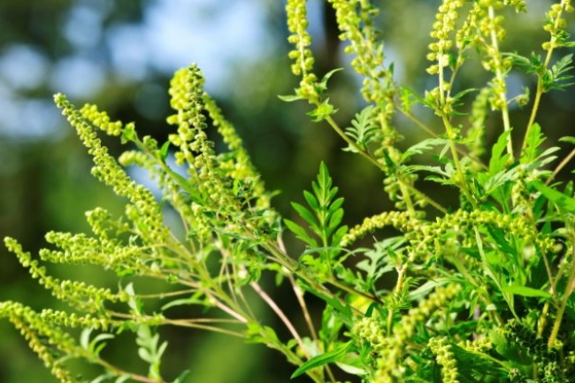 Itt a parlagfűszezon: így védekezhetünk az allergiás tünetek ellen