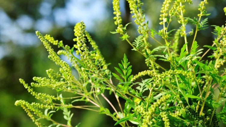 Itt a parlagfűszezon: így védekezhetünk az allergiás tünetek ellen