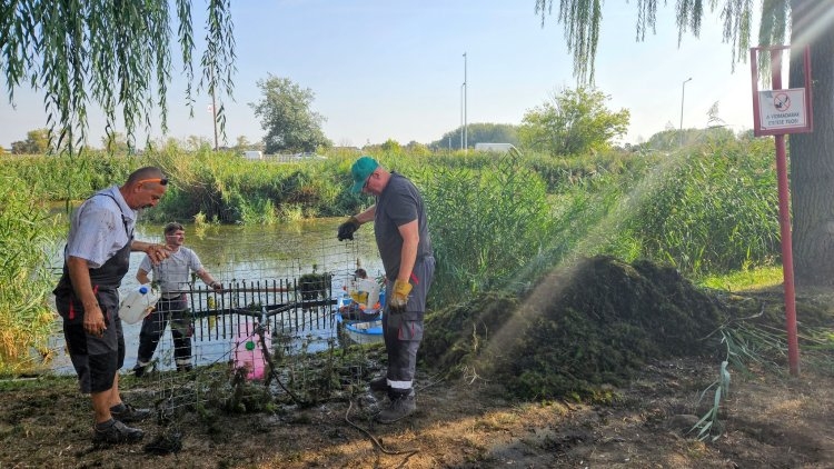 Kemény harcot vívtak a hínárral