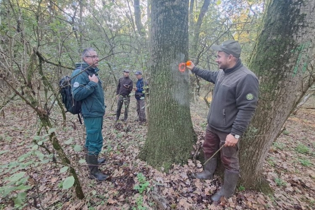 Már a jövő évi munkát tervezik az erdészek