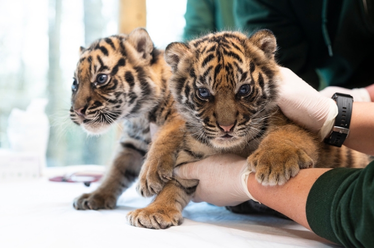 Szumátrai tigris ikrek születtek a Nyíregyházi Állatparkban