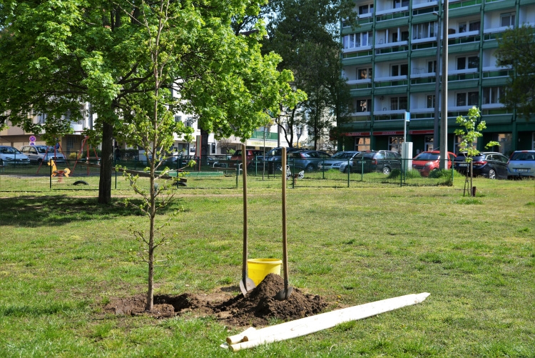 Városi biológiai sokféleség: lehet természet a betonrengetegben