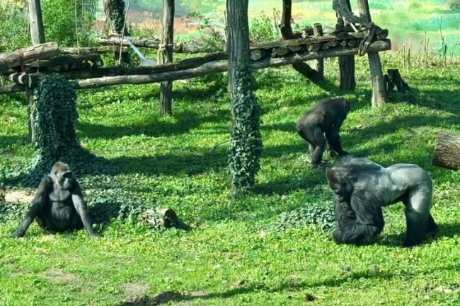 Új lakók – Gorilla hölgyek érkeztek a Nyíregyházi Állatparkba