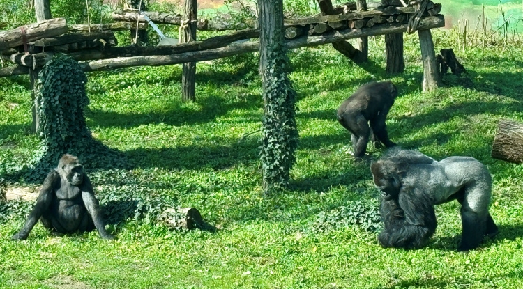 Új lakók – Gorilla hölgyek érkeztek a Nyíregyházi Állatparkba