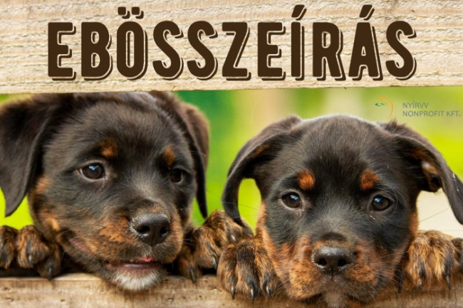 Összeírják az ebeket