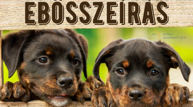 Összeírják az ebeket