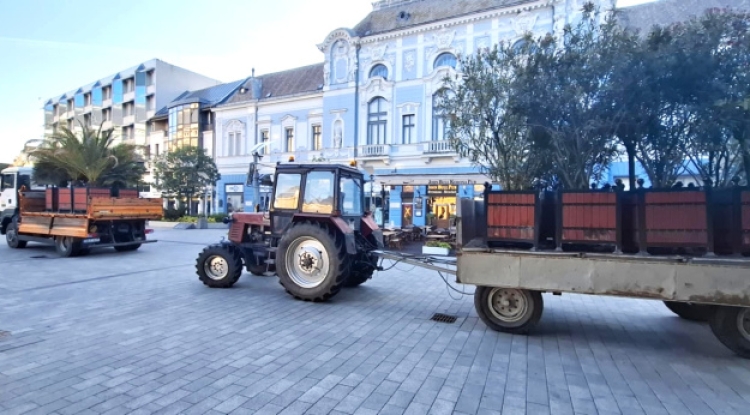 A NYÍRVV már tud valamit az időjárásról? - A nyarat idéző növények is helyükre kerültek!