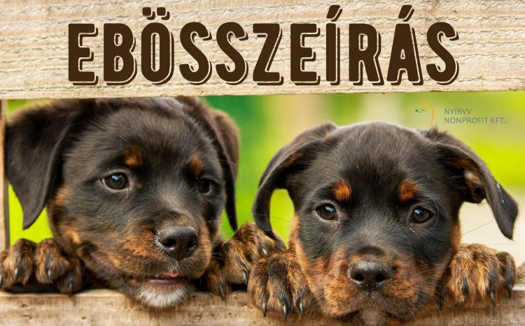 Összeírják az ebeket