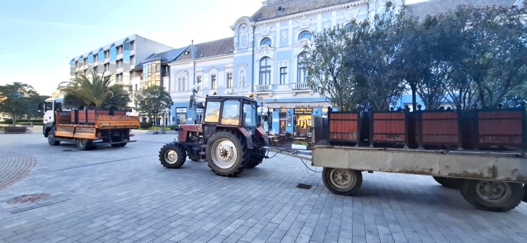 A NYÍRVV már tud valamit az időjárásról? - A nyarat idéző növények is helyükre kerültek!