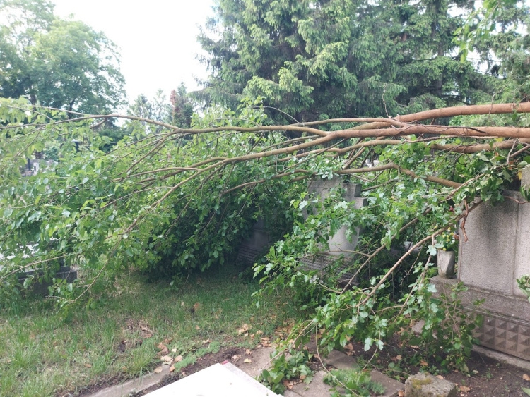 Nem bírta az eperfa ága - sírokat rongált meg