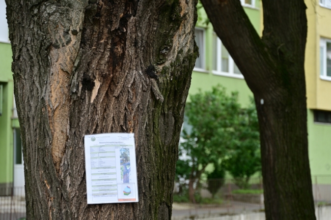 Jegyzőkönyvek a fákon – Hat fa vált veszélyessé a védett fasorok szakértői felülvizsgálata alapján