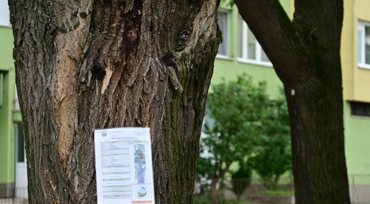 Jegyzőkönyvek a fákon – Hat fa vált veszélyessé a védett fasorok szakértői felülvizsgálata alapján