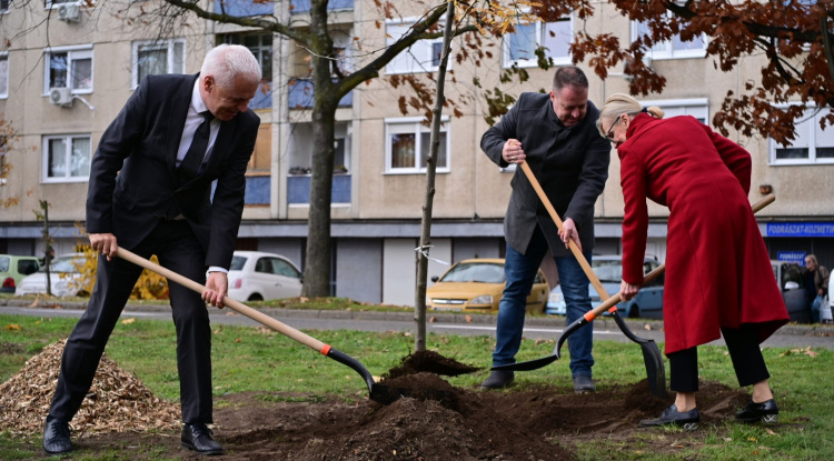 Faültetés a Korányin – Újabb fákat ültettek el a polgármesteri fásítási program keretében