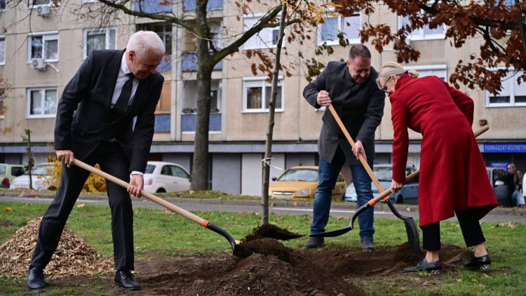 Faültetés a Korányin – Újabb fákat ültettek el a polgármesteri fásítási program keretében